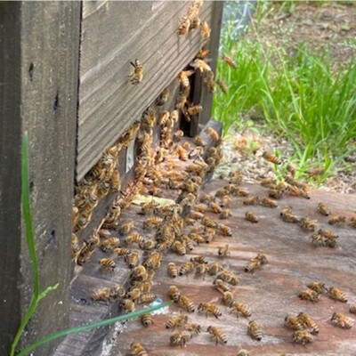 菊常養蜂園 季節のおすすめはちみつ おまかせセレクト6個入