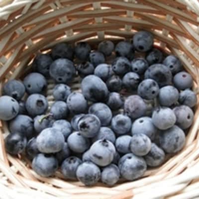 大粒 完熟 生ブルーベリー 500g×2パック 岩手県 遠野産 つくしファーム 栽培期間中農薬不使用