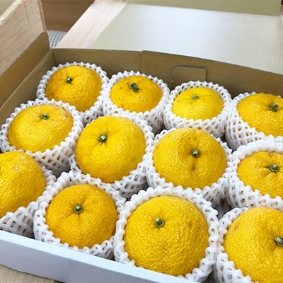 穂積産のゆず(小)(8～10個入り)