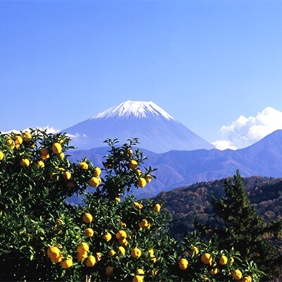 穂積産のゆず(小)(8～10個入り)