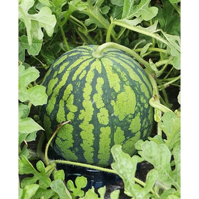 【秋田県横手市産】あきた夏丸すいか2Lサイズ×2玉(約8kg)