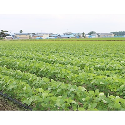 【秋田県横手市産】えだまめ(250g入り×20袋)