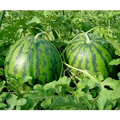 尾花沢産 中玉すいか2個