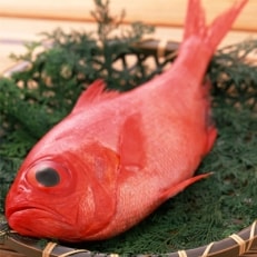 【土佐沖獲れ】「金目鯛」1尾姿加工(大)
