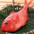 【土佐沖獲れ】「金目鯛」1尾姿加工(大)