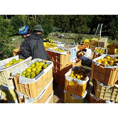 自然の中で育てた南国高知のおひさまポンカン 5kg