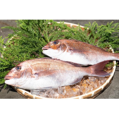 近海お刺身詰め合わせ(サーモン・ひらめ・真鯛・平目昆布〆) 各60g×2パック