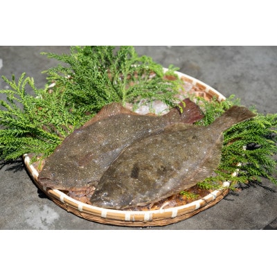 近海お刺身詰め合わせ(サーモン・ひらめ・真鯛・平目昆布〆) 各60g×2パック