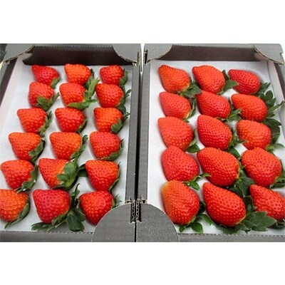 さいとうさん家の朝摘みいちご　約1kg