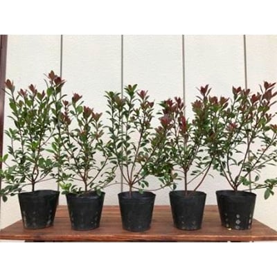 ヒメシャリンバイ 販売