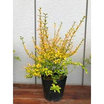 黄金葉が鮮やか プリペット レモン ライム 5本セット プラス樹 お礼品詳細 ふるさと納税なら さとふる 黄金葉が鮮やか プリペット レモン ライム 5本セット プラス樹 お礼品詳細 ふるさと納税なら さとふる