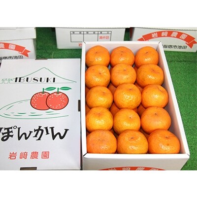 鹿児島県指宿産 贈答用ポンカン(サイズはおまかせ) 5kg