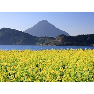 鹿児島県指宿産 贈答用ポンカン(サイズはおまかせ) 5kg