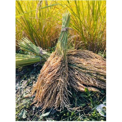 奈良・明日香村の棚田米(白米)3kg