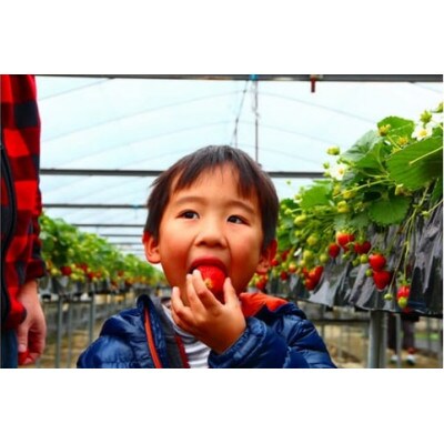 【あすかルビー】あすかいちご狩りパークペア利用券【期間限定】