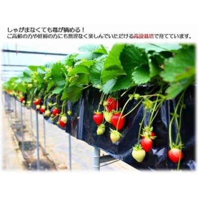 【あすかルビー】あすかいちご狩りパークペア利用券【期間限定】