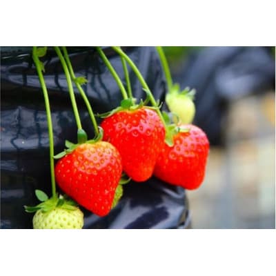【あすかルビー】あすかいちご狩りパークペア利用券【期間限定】