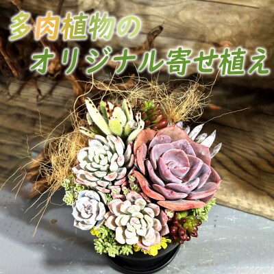 ☆ロックタワー⑬☆カット苗☆クラッスラ☆多肉☆多肉植物☆寄せ