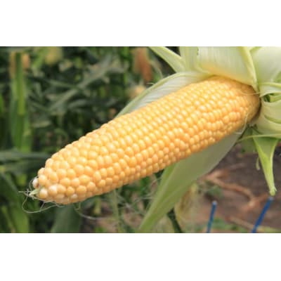 とうもろこし　「ゆにコーン」　10本　【B31】
