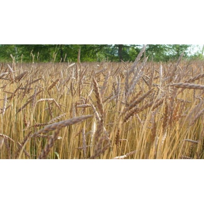 スペルト小麦　全粒粉　750g×3【P04】