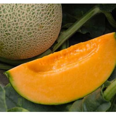 マンモスメロン2玉セット【V01】