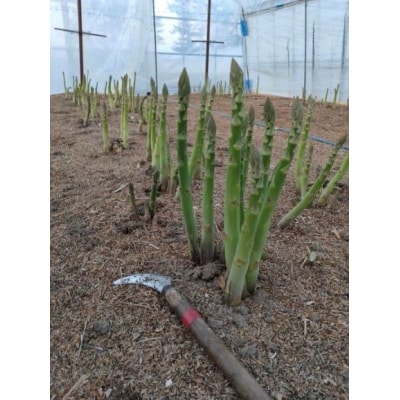 北海道由仁町産　オーガニック　グリーンアスパラ　1kg【X02】