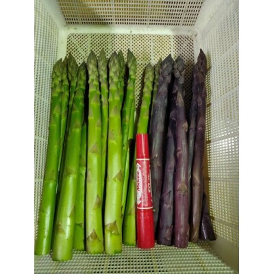 オーガニック　紫・グリーンアスパラ　食べ比べ　1kg　【X01】