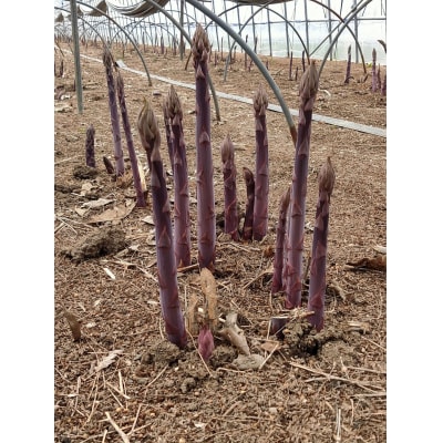 北海道由仁町産　オーガニック紫アスパラ　1kg　【X03】