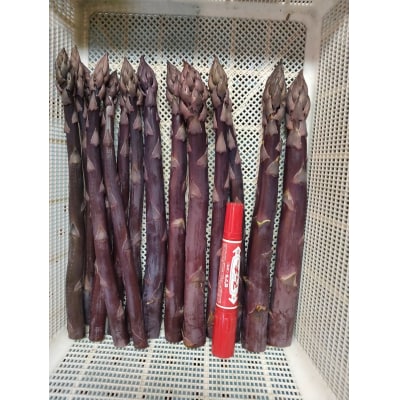 北海道由仁町産　オーガニック紫アスパラ　1kg　【X03】