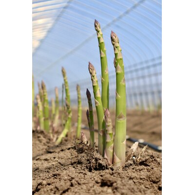 【北海道由仁町】春の恵みをお届け!朝採りグリーンアスパラ 1kg【QQ02】