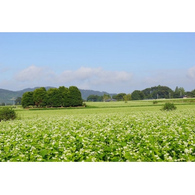 農家直送【茨城県産常陸秋そば】八割乾麺そば つゆ付贈答用 乾麺200g×6袋 麺つゆ300ml×1本