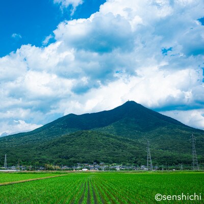 半熟せんべい 5袋詰め合わせ クアトロセット