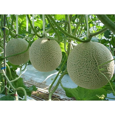アールスメロン1玉入箱 | 茨城県桜川市 | ふるさと納税サイト