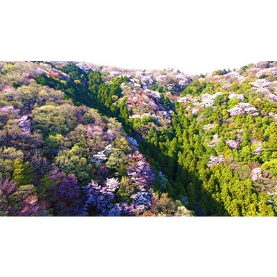 山桜はちみつと春の田舎はちみつの3種ギフトセット<結蜜 Musubi-R3>