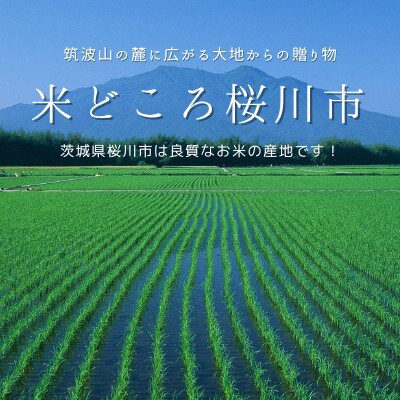 ★年明け発送★【農家応援】令和4年産「茨城県桜川市産こしひかり」15kg