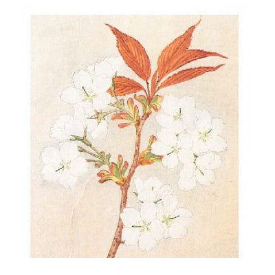 「桜川七宝」より白雲桜の七宝ペンダント&ブローチ