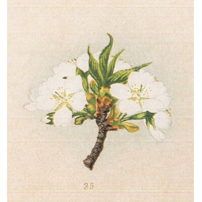 「桜川七宝」より青桜の七宝ペンダント