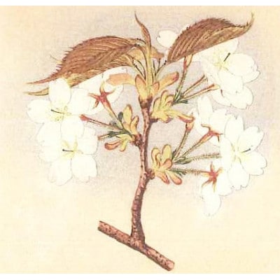「桜川七宝」より薄毛桜のベビーパール付き七宝ペンダント