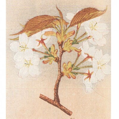 「桜川七宝」より青毛桜の七宝ペンダント