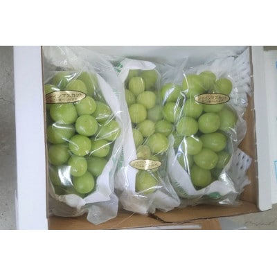【2025年先行受付】シャインマスカット1.5kg(茨城県共通返礼品　石岡市)