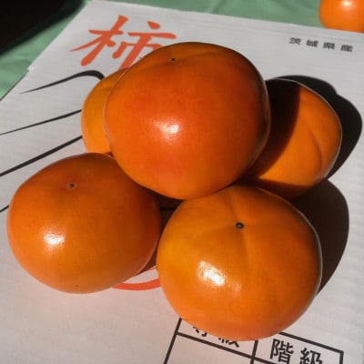【2025年先行受付】富有柿Lサイズ約16玉(茨城県共通返礼品　石岡市)