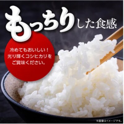 《 令和7年産 》 コシヒカリ 精米 10kg (茨城県共通返礼品 かすみがうら市)