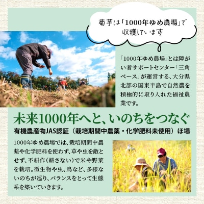 そのままでもよし、料理にもよし!ソフト菊芋チップス300g+40g_1935R