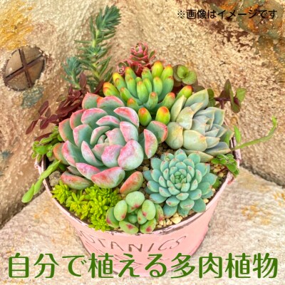 自分で植える多肉植物 エケベリア系苗 ピンセット付きbセット 14r お礼品詳細 ふるさと納税なら さとふる