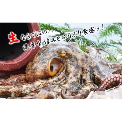 船上活き締め!生真だこぶつ切1kg(200g×5P)_1811R