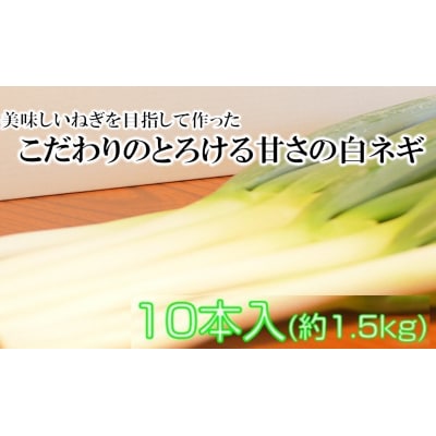【12月から発送開始】冷蔵発送/小田農園の極甘白ネギ1.5kg_1767R
