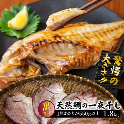 驚愕の大きさ!訳あり天然鯛の一夜干し1.8kg_1554R