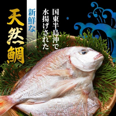 驚愕の大きさ!訳あり天然鯛の一夜干し1.8kg_1554R