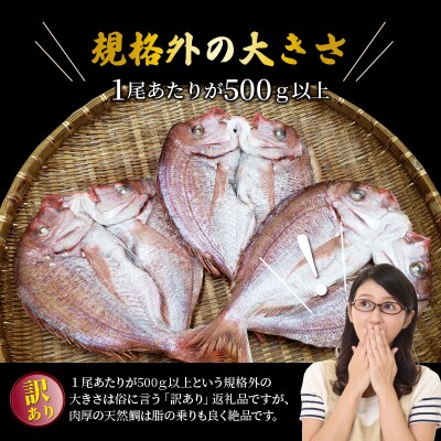 驚愕の大きさ!訳あり天然鯛の一夜干し1.8kg_1554R