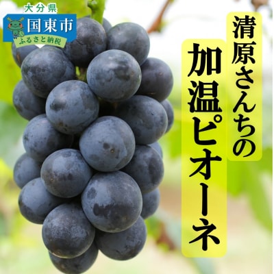 令和8年発送 / 清原さんちの加温ピオーネ約2kg_1582R